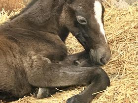  Foto: Kobilarna Lipica