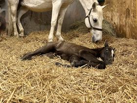  Foto: Kobilarna Lipica