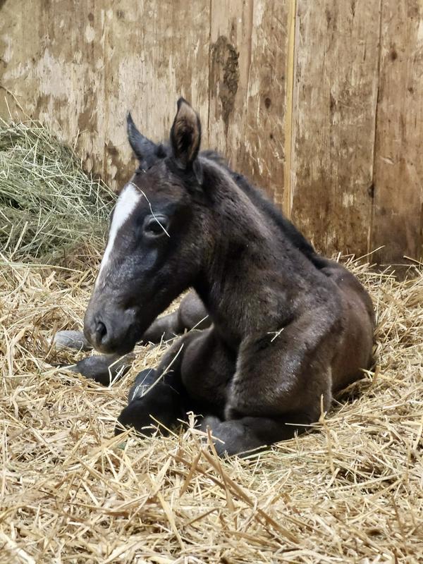 Kobilarno Lipico razveselil prvi žrebiček letos