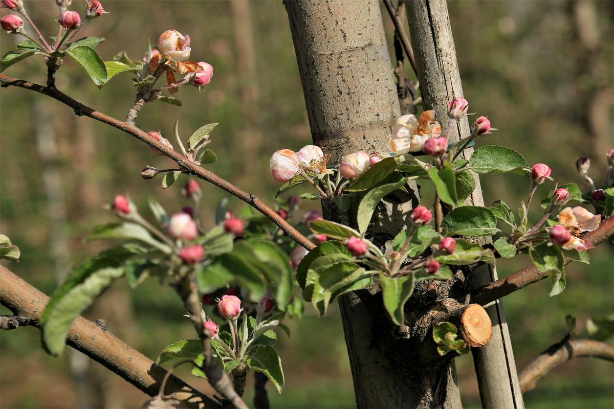 Nakup sadik sadnega drevja prek spleta odsvetovan