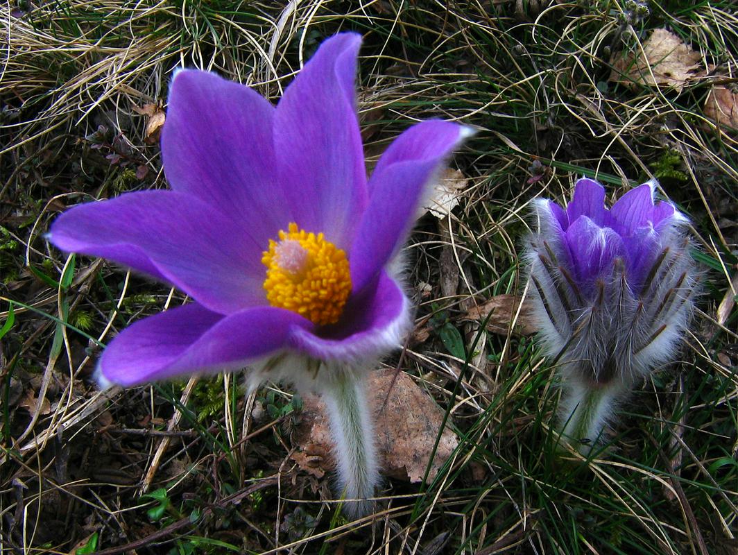 Rastišče pri Ponikvi vijoličasto obarvali cvetovi velikonočnice