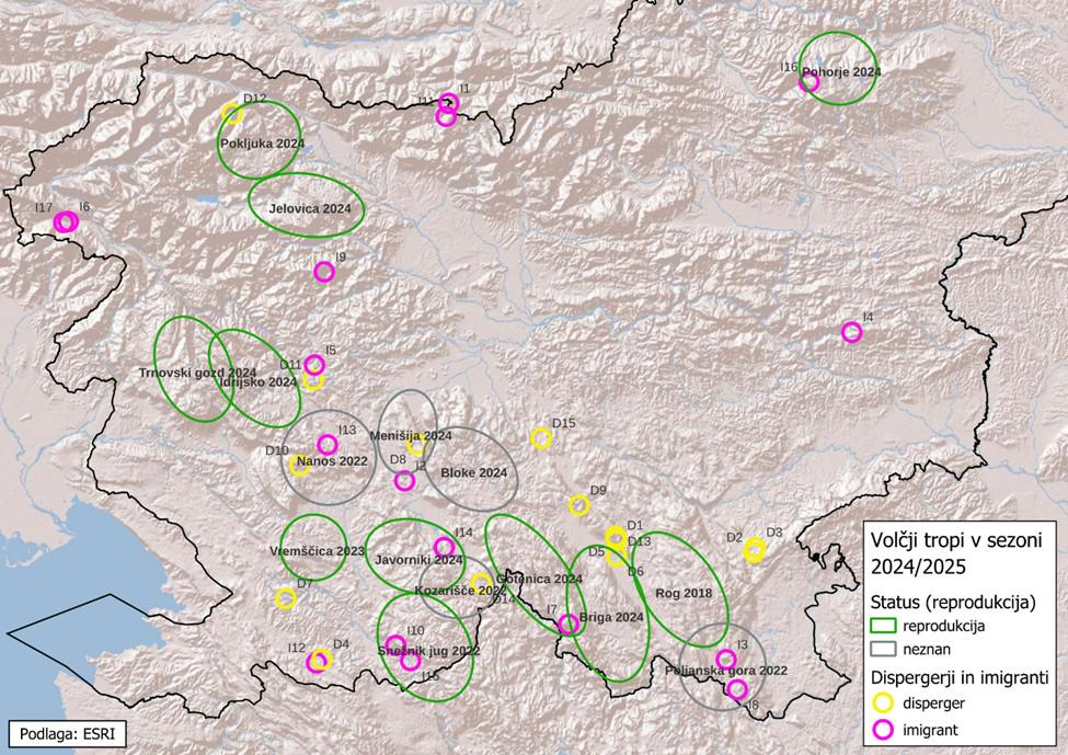 Zadnji podatki: v Sloveniji 954 medvedov in 147 volkov