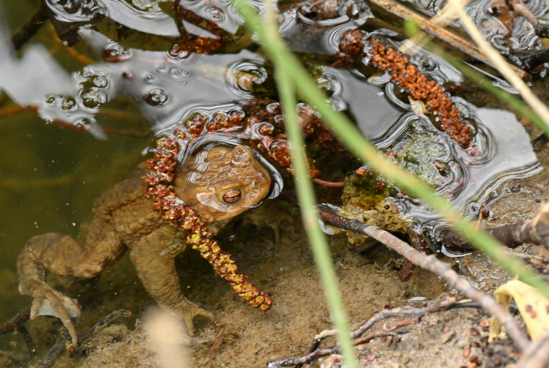 Kranjski prostovoljci čez cesto varno pospremili 670 žabicam