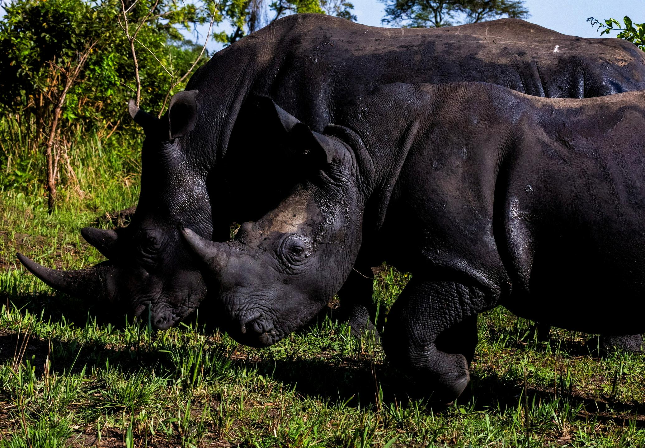 Po 40 letih se nosorogi vračajo v divjino Ugande
