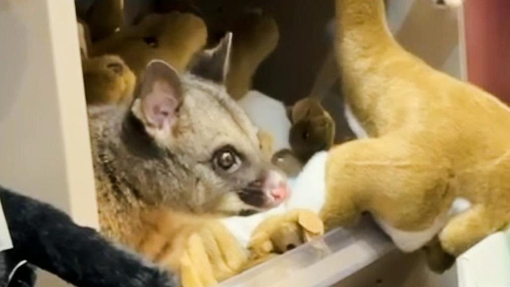 Med policami s plišastimi dingi, kenguruji in tasmanskimi vragi se je skrival živi oposum