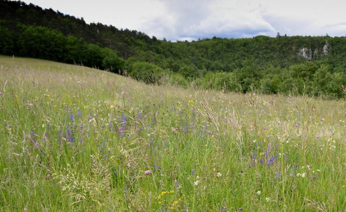 Nove pašne površine in preventivni požigi za manjšo požarno ogroženost Krasa