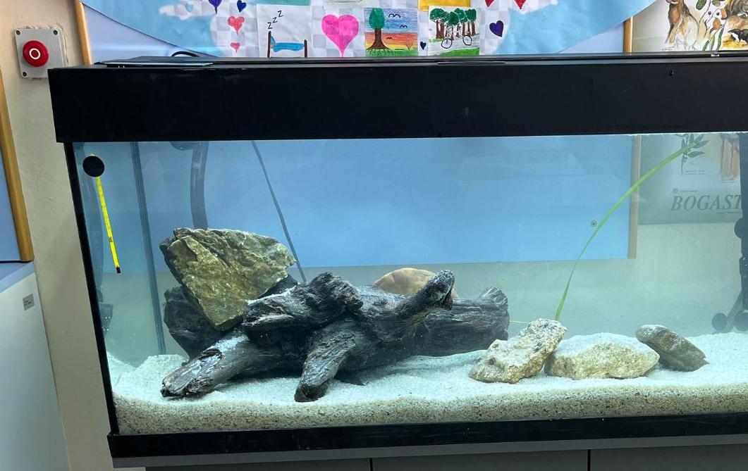 V Muro zaplavali novi podmladki ogrožene kečige