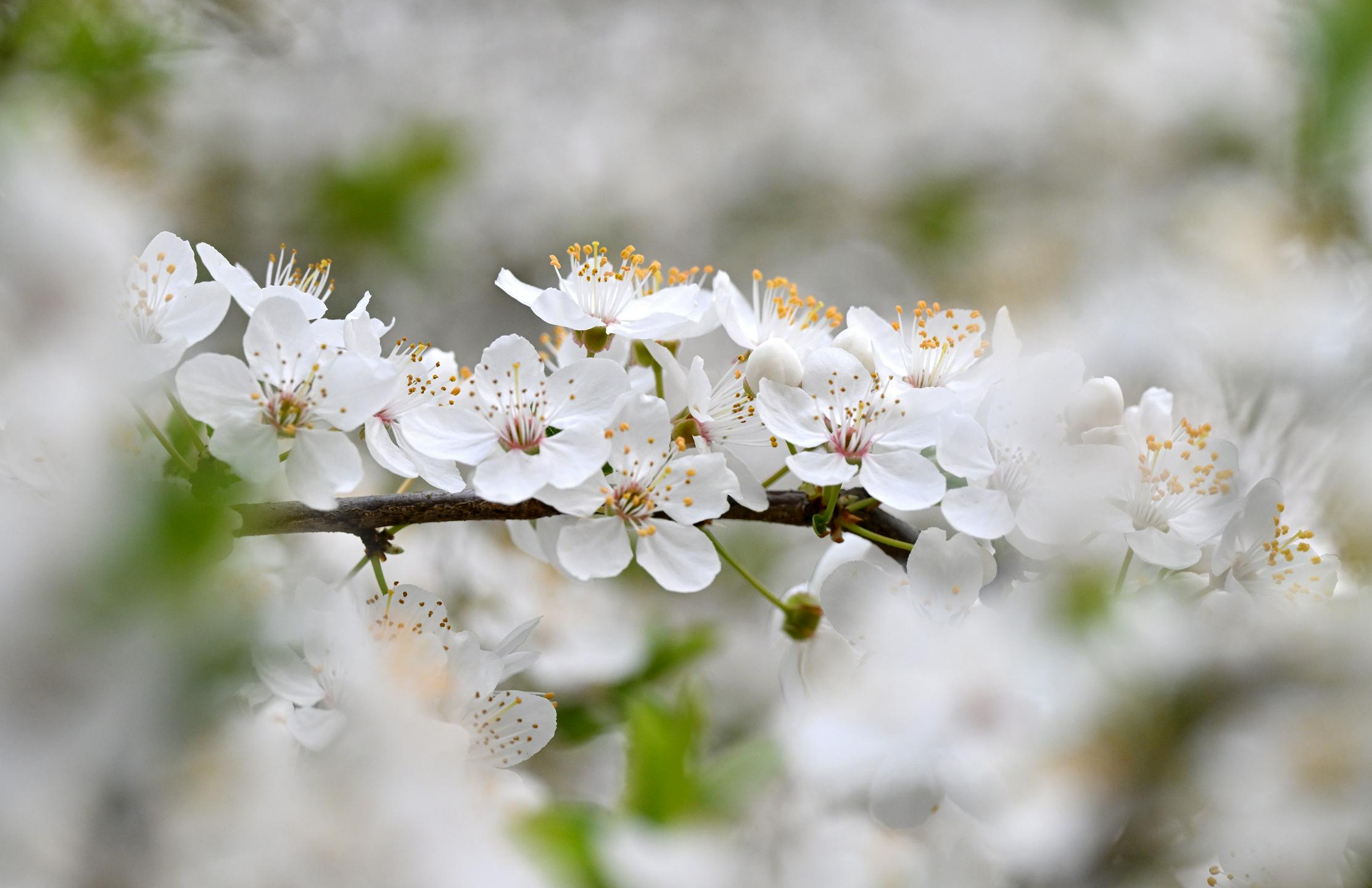Po dveh čudovitih pomladnih dneh prihaja vremenski preobrat: veter, dež in sneg