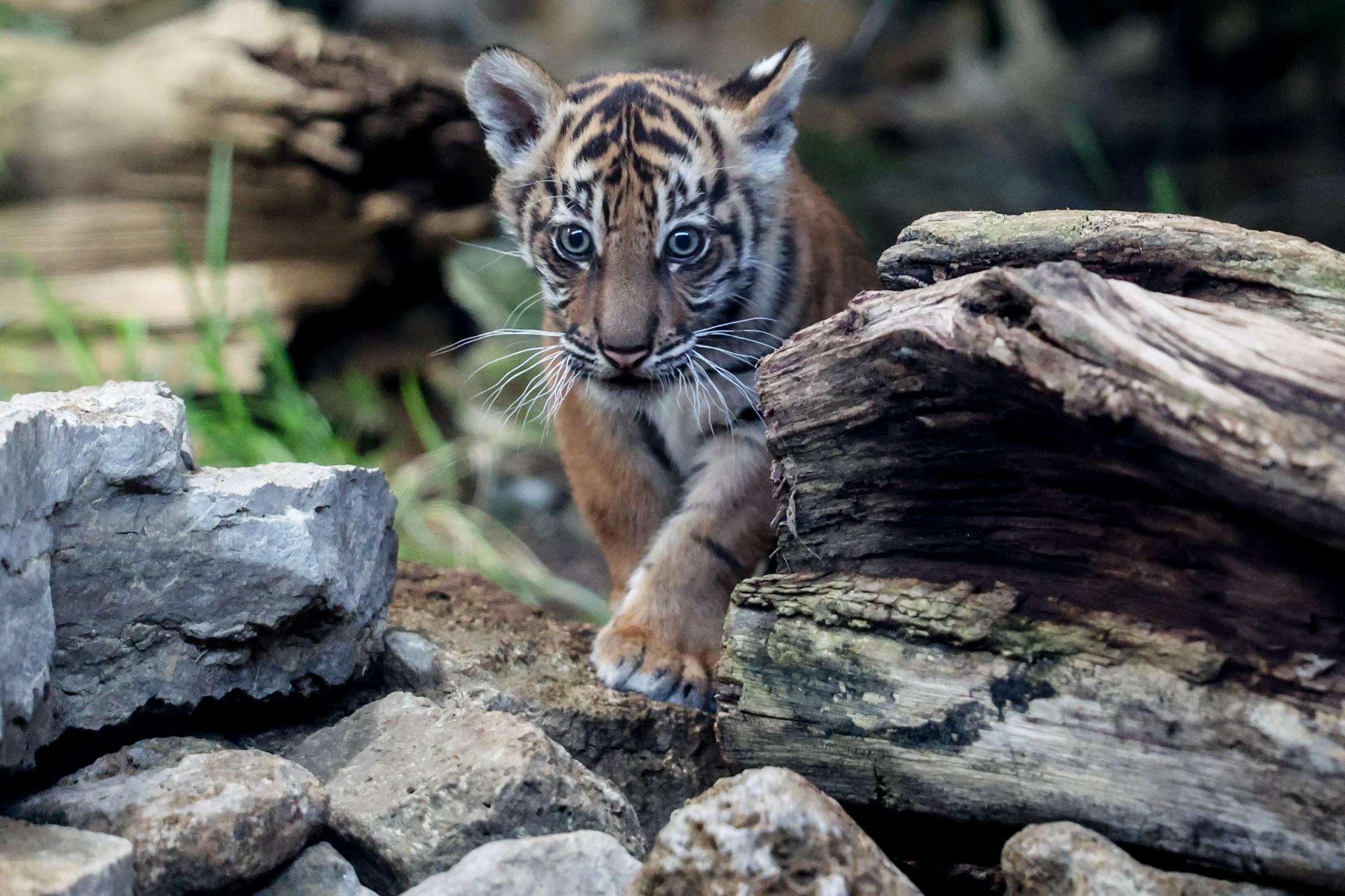 Pozdravljena, Lilly! V Berlinu se veselijo mlade sumatrske tigrice.