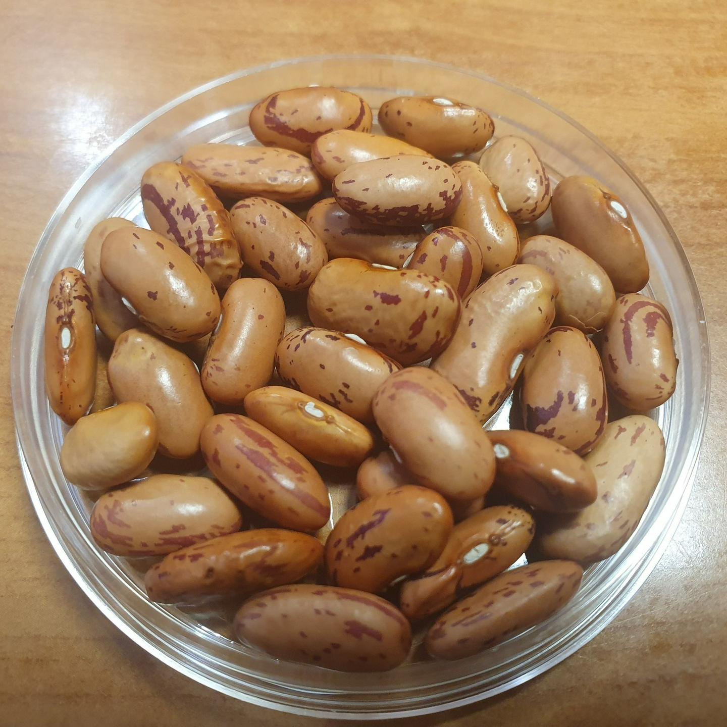 Slovenski raziskovalci razvili novo sorto fižola, ki je bolj odporna na podnebne spremembe