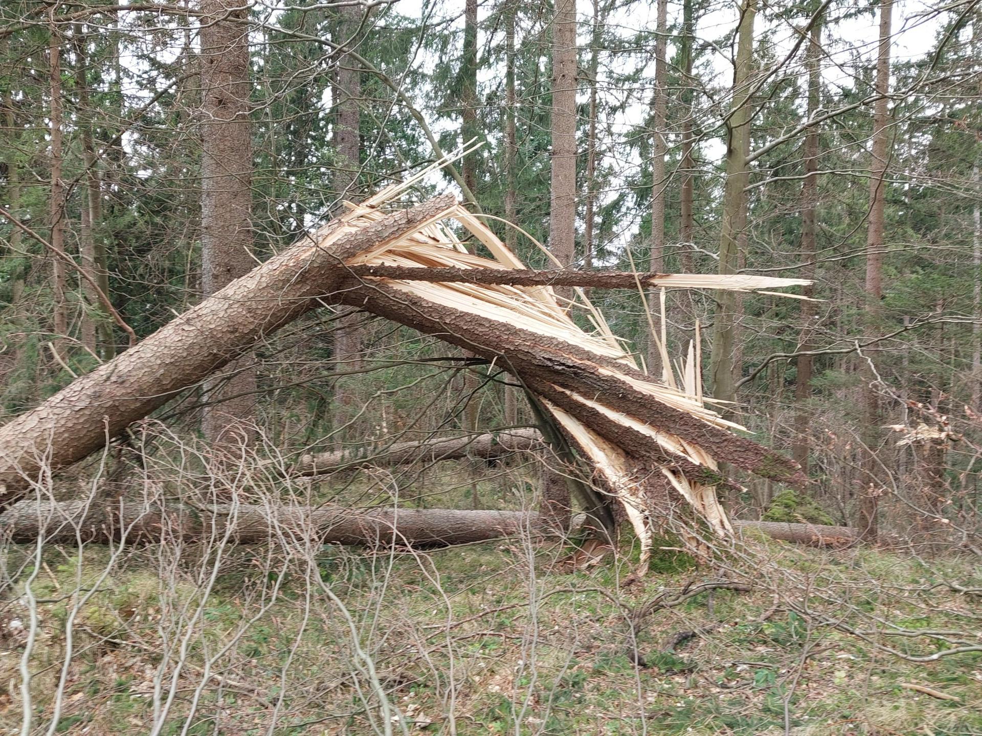 V vetrolomu poškodovanih vsaj 200 tisoč kubičnih metrov lesne mase