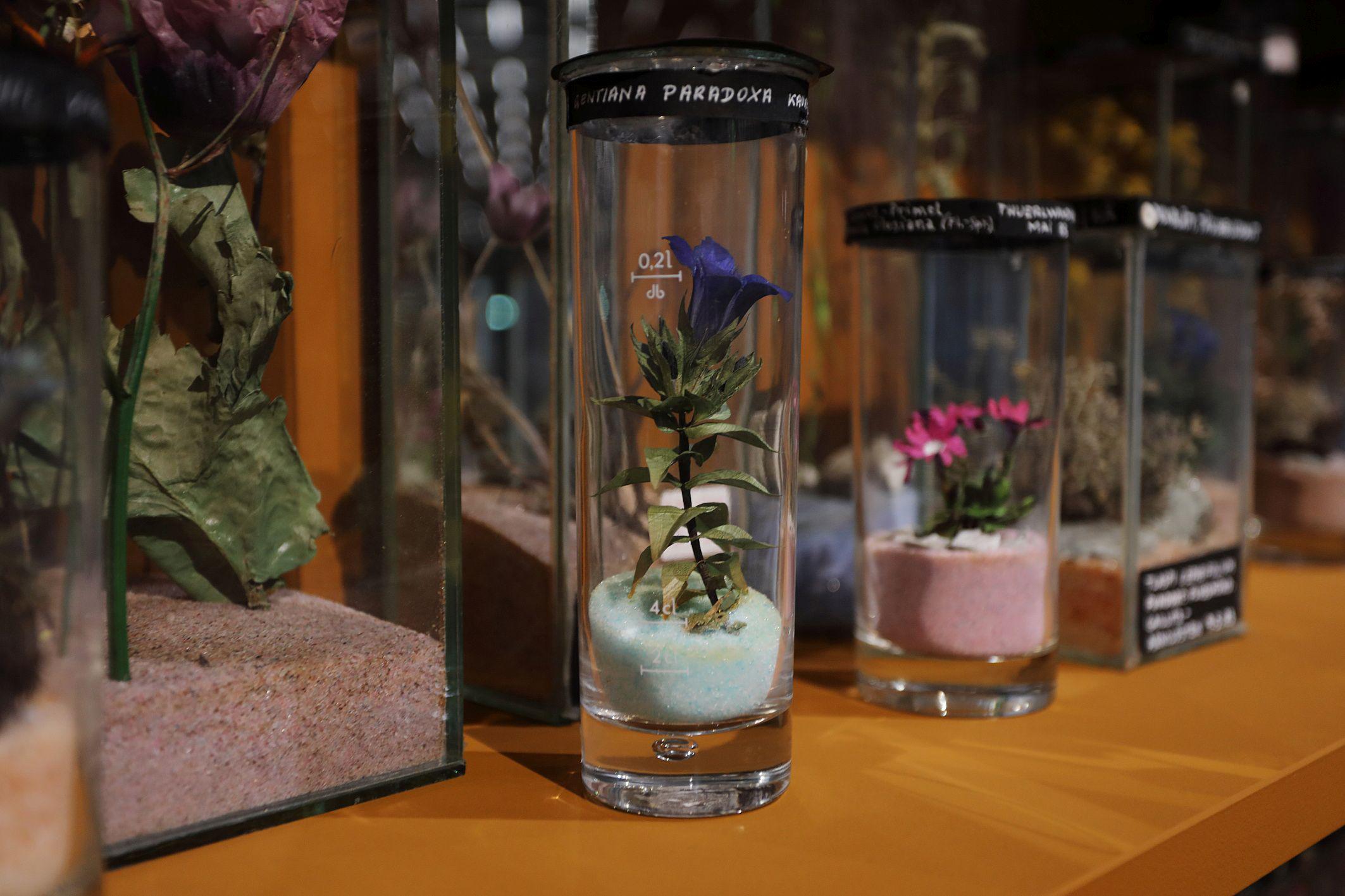 30 odstotkov regrat: nova razstava raziskuje našo tesno povezanost z rastlinami