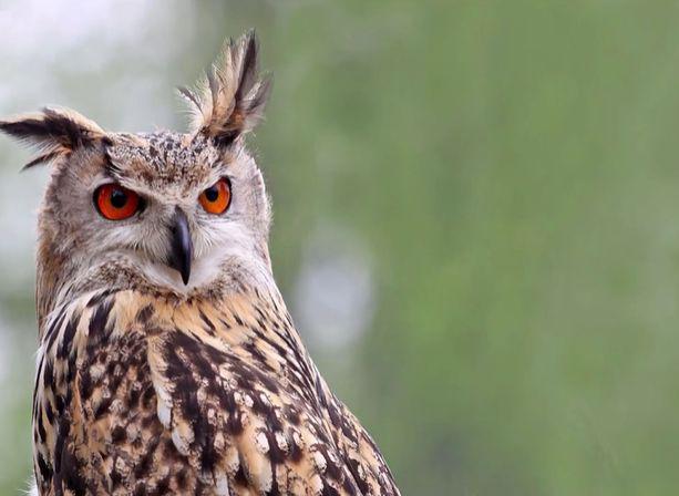 Vesela novica: v Sloveniji vedno več gnezd velike uharice