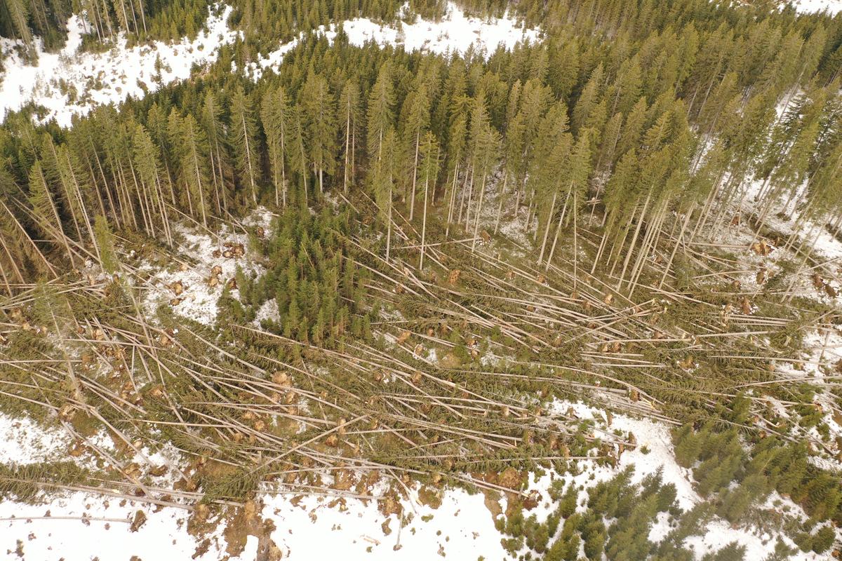 Zaradi posledic vetroloma velika nevarnost za namnožitev podlubnikov
