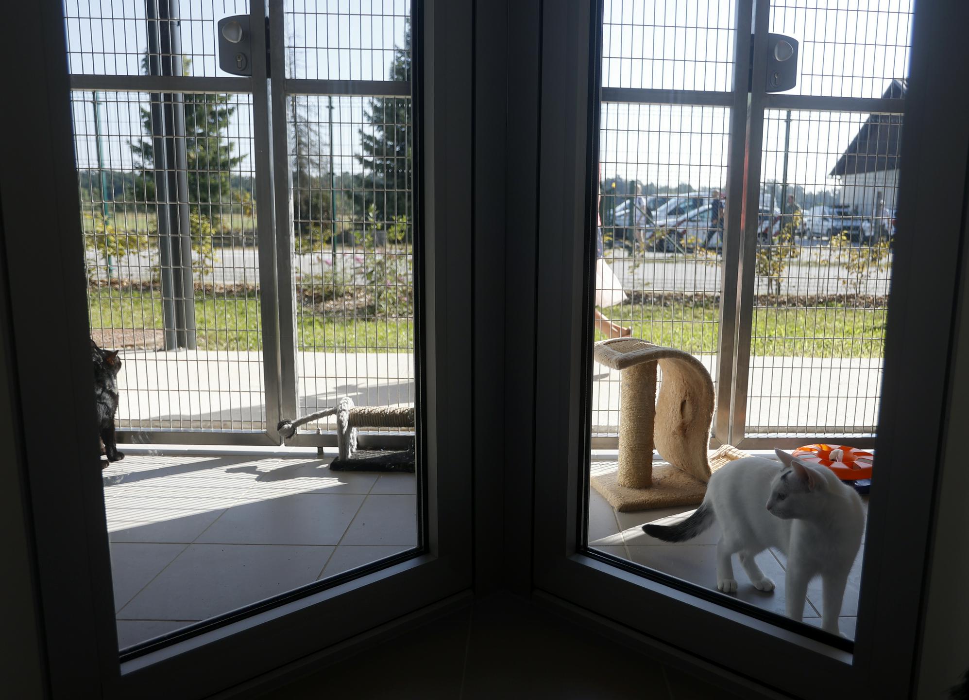 Ljudje še vedno prevečkrat gledajo na živali kot na nadomestek