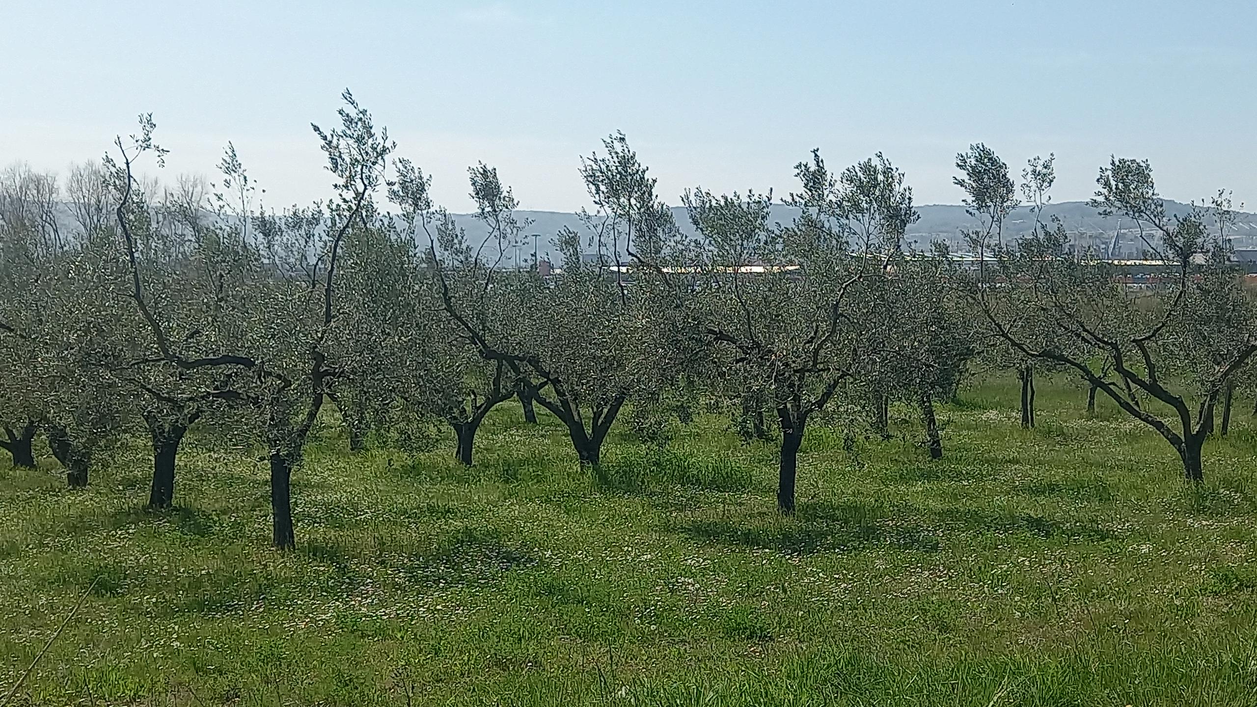 Oljkarji imajo spomladi pomembno opravilo: rez oljk