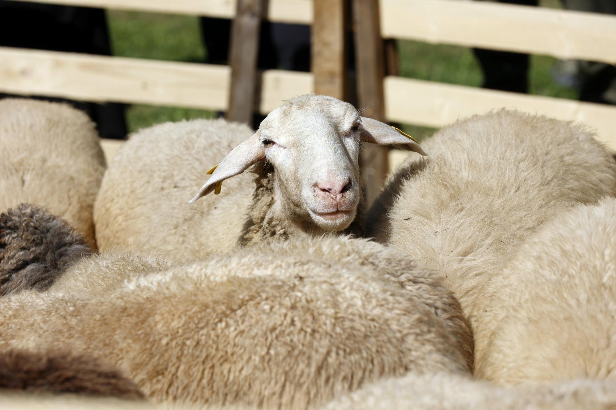 Odkupna cena za surovo volno ne pokrije niti stroška striženje ovc