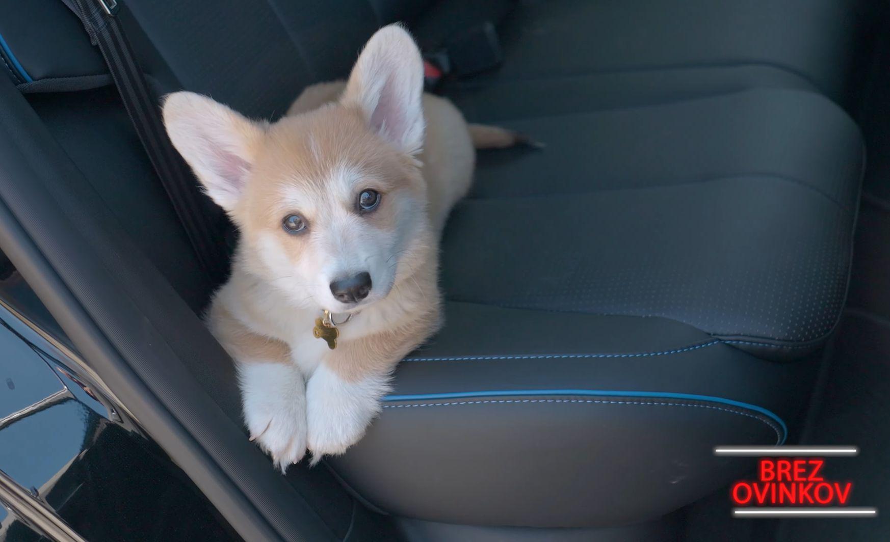 Avtomobil za pse in mačke? Industrija sledi novim navadam voznikov