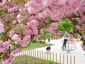  Foto: Žiga Živulović jr./BoBo