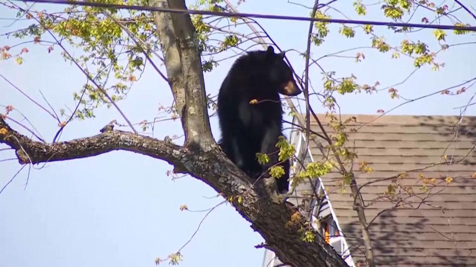 Prebivalce Albanyja presenetil nenavaden prizor: na drevesu je obtičal medved