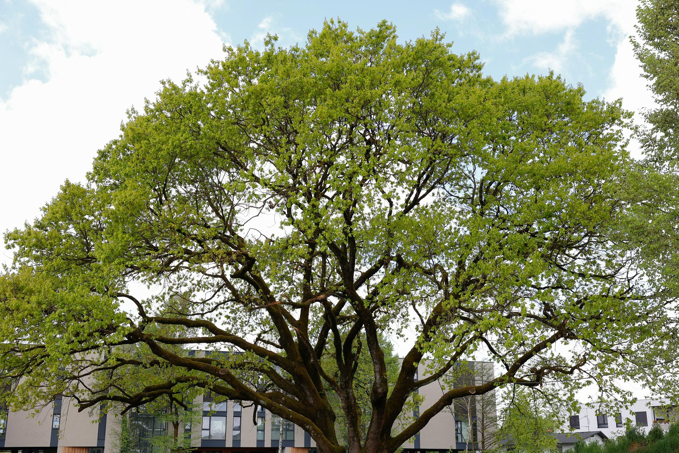 Najlepše drevo in drevored v prestolnici krasita območje Trnovega