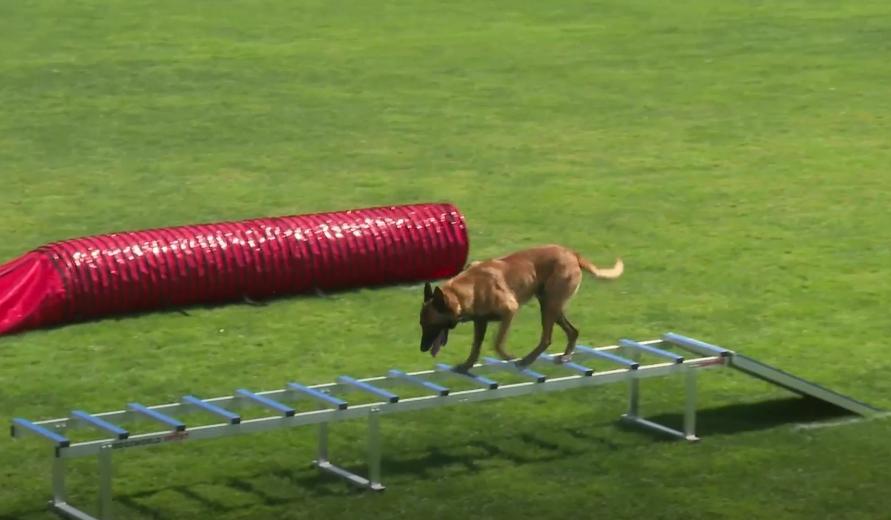 Reševalni psi so na svetovnem prvenstvu v Sloveniji pokazali svoje veščine