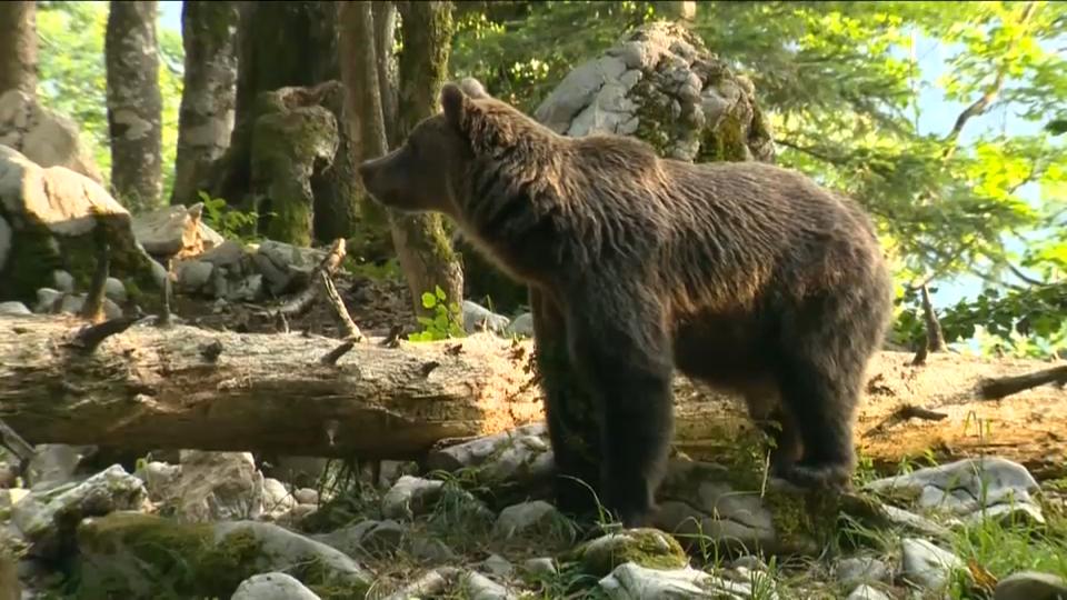 V bližini hiš v okolici Kopra opazili medveda