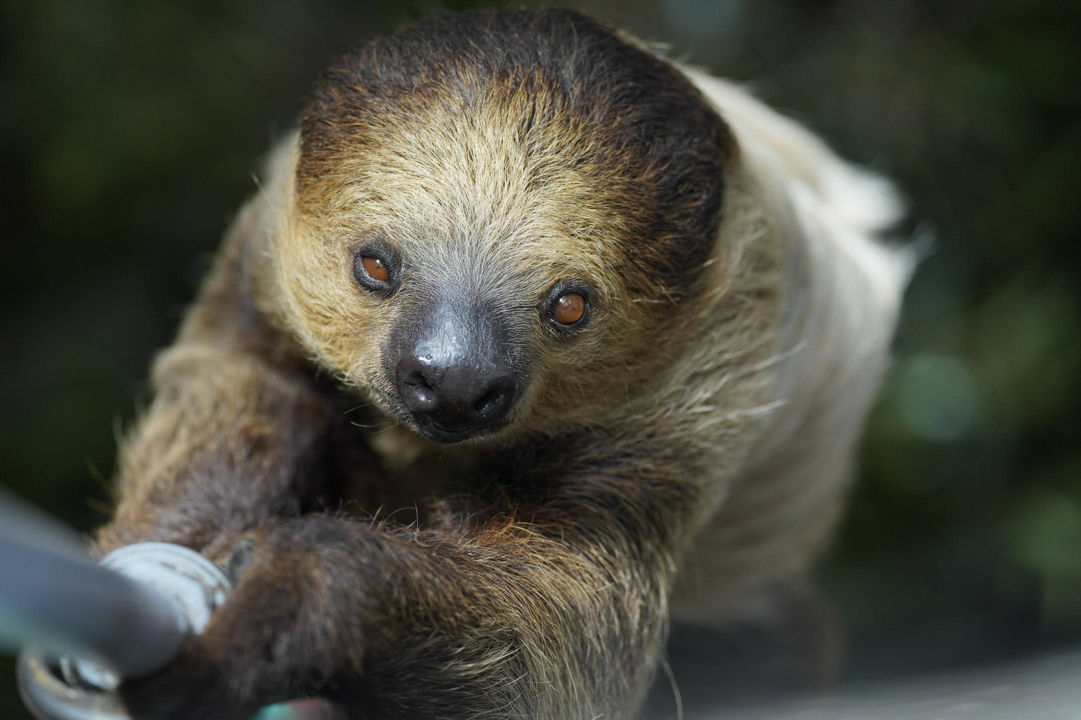 Lenivci kot del turistične atrakcije, a kar 31 jih je poginilo še pred odprtjem