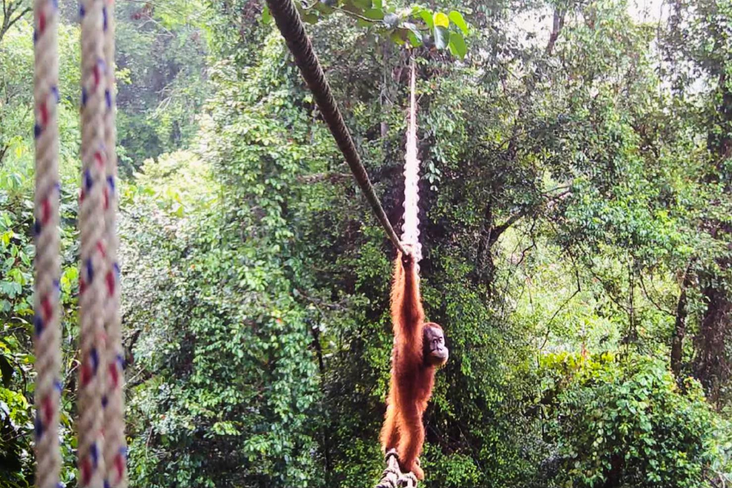 Orangutan prvič čez javno cesto po mostu iz vrvi