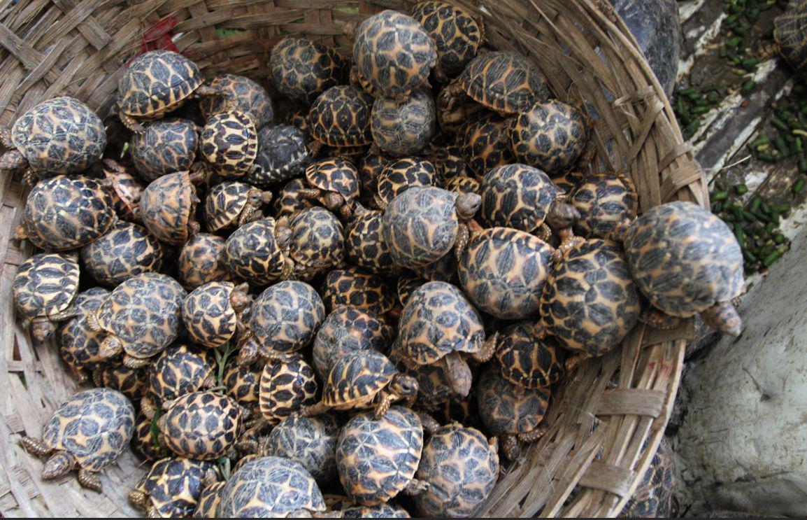 Nenavaden poskus tihotapljenja v Bangkoku: ženska na telesu tihotapila 30 želv