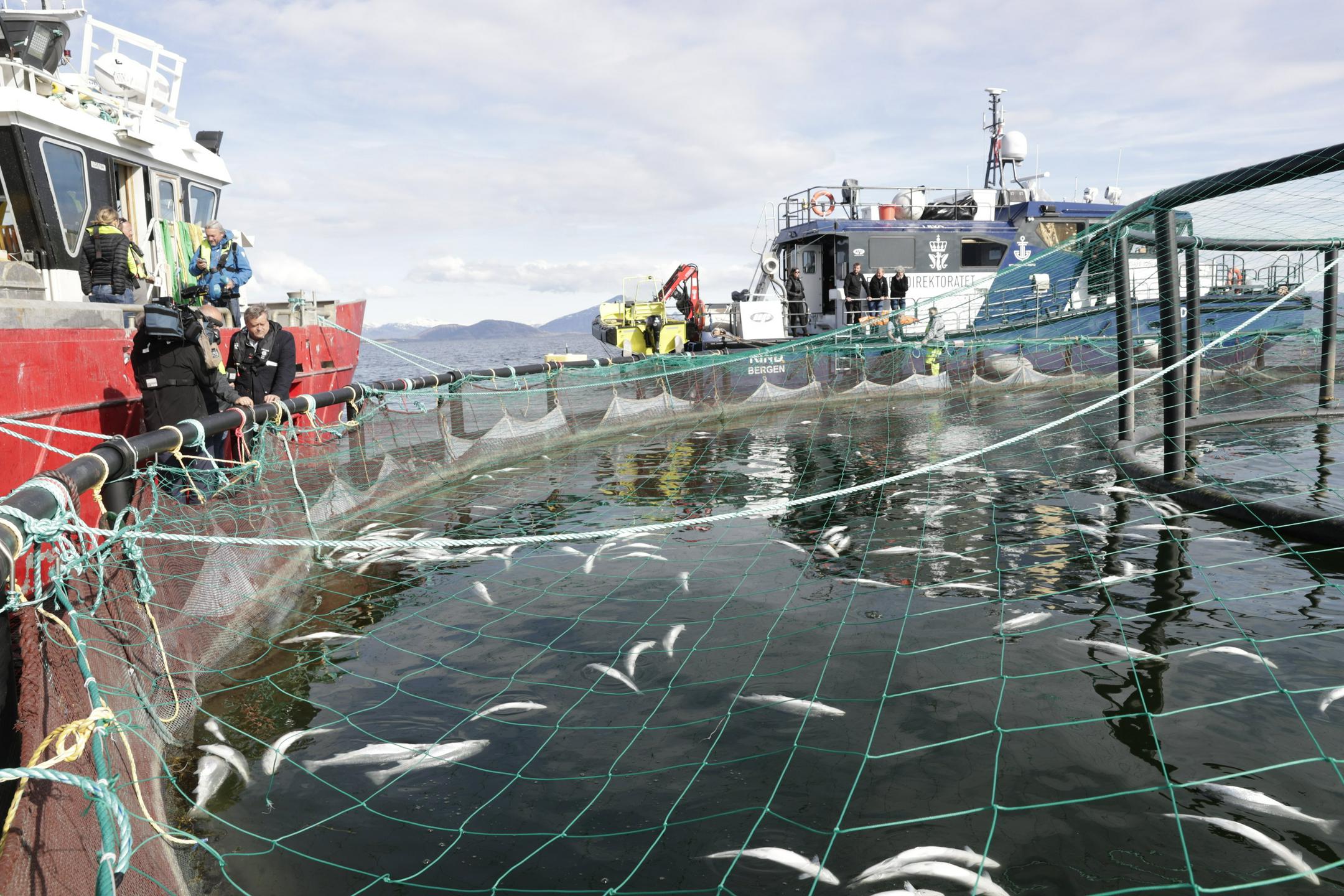 Norveške ribogojnice onesnažujejo fjorde z odpadki, primerljivimi z "odplakami na milijone ljudi"