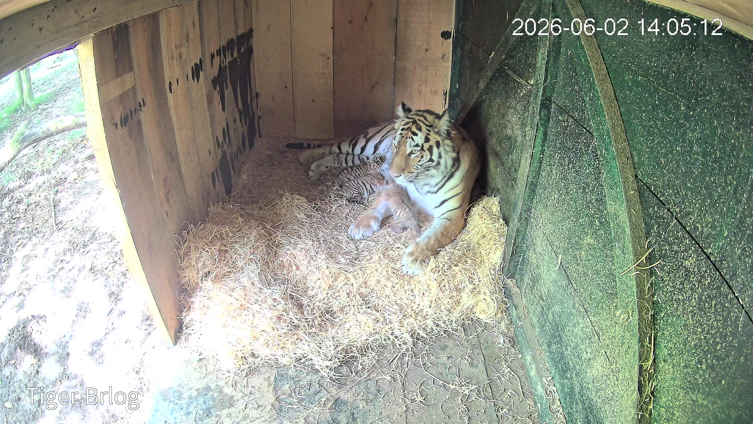 V ZOO Ljubljana se je družina sibirskih tigrov povečala za tri mladičke
