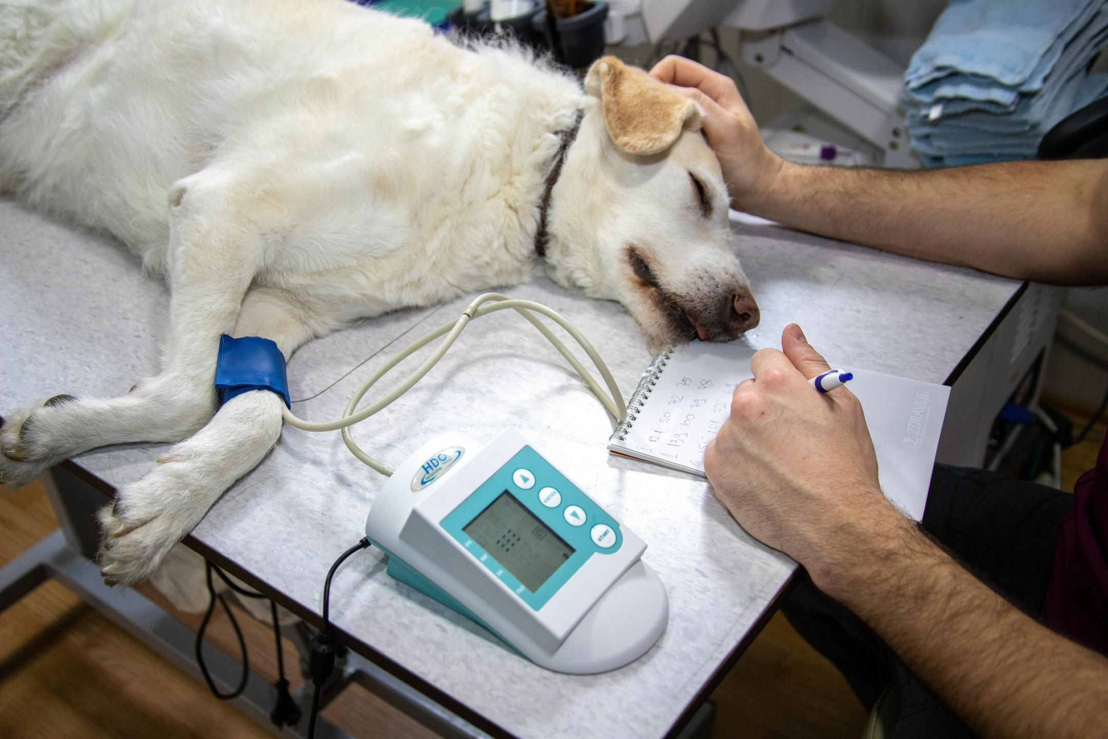 Predlog novele o veterinarstvu umaknjen, besedilo bodo usklajevali