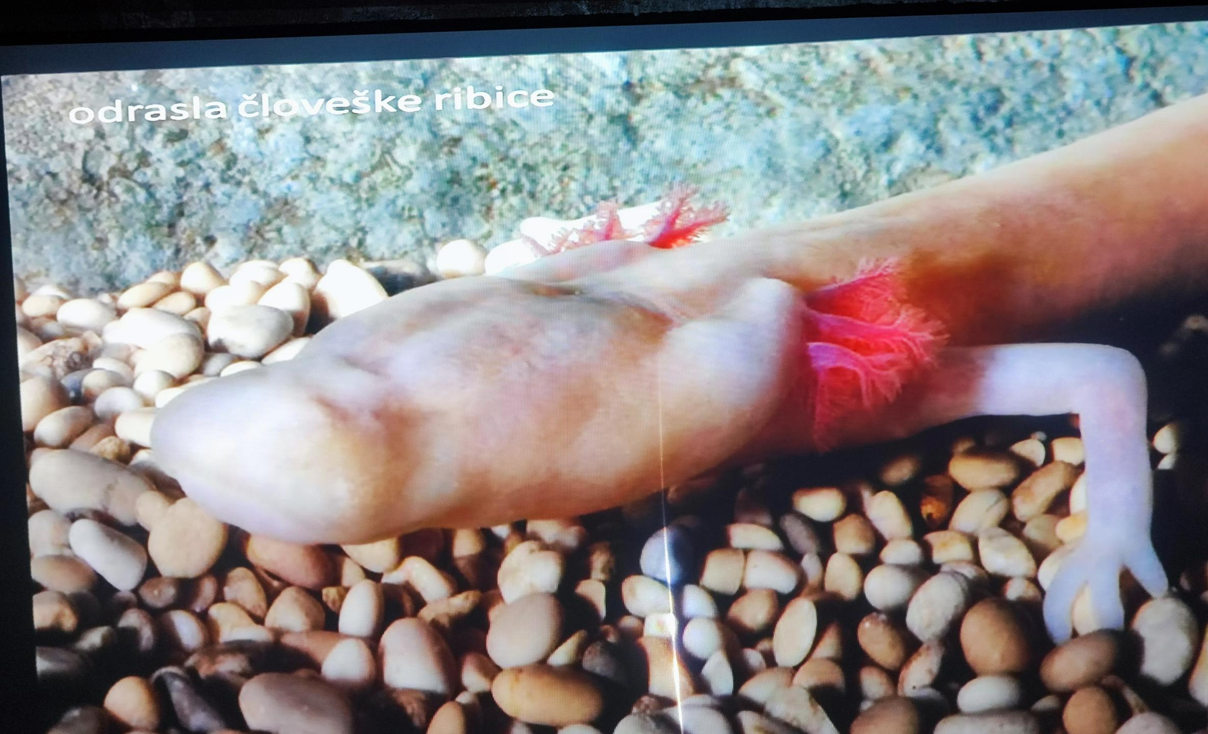 Ste vedeli, da v podzemnih rovih v Kranju prebiva človeška ribica?