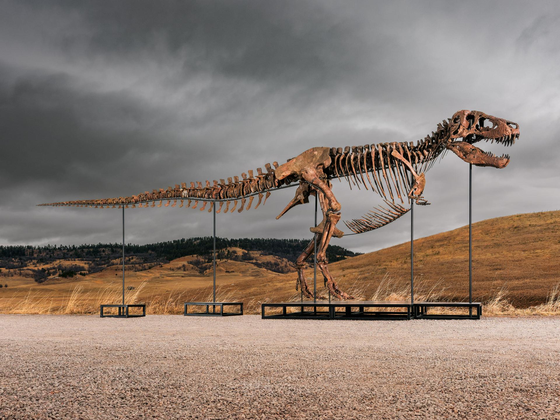 Tiranozaver Gus postal najdragocenejši fosil dinozavra