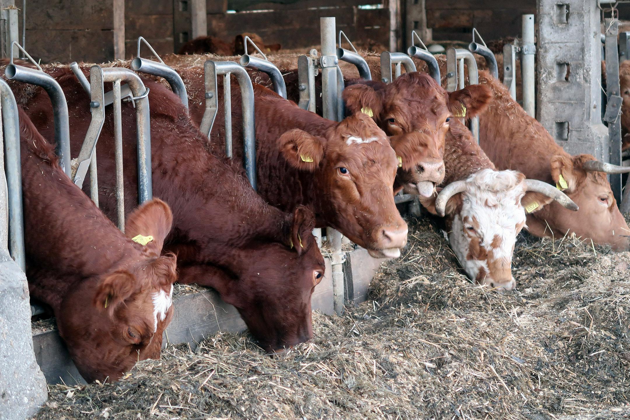 Živinorejcem in veterinarjem odslej vsi podatki o živalih na voljo v povezani digtialni bazi