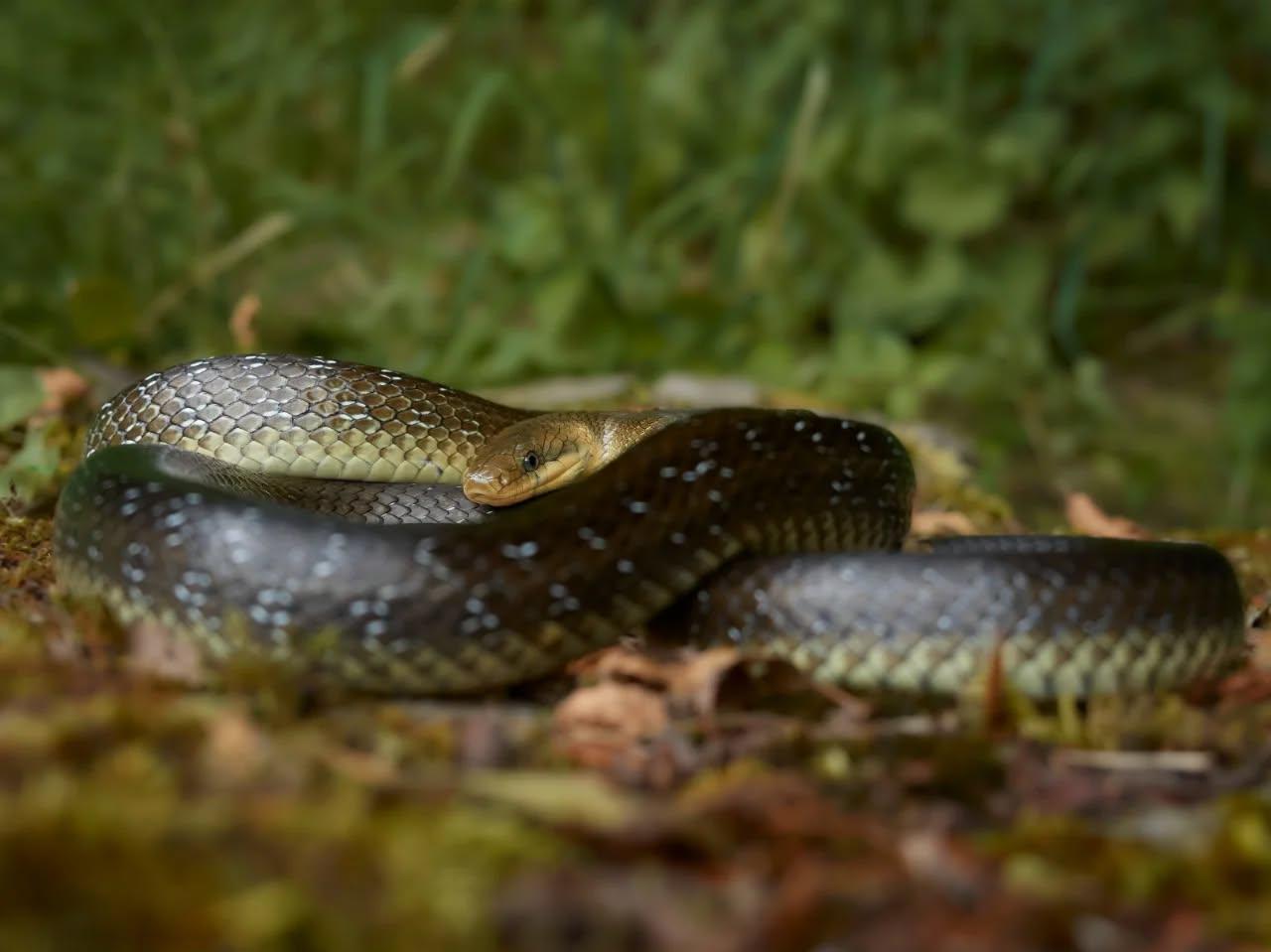 Herpetološko društvo: Več ugrizov ne pomeni več kač – ugriznejo le v skrajnem primeru