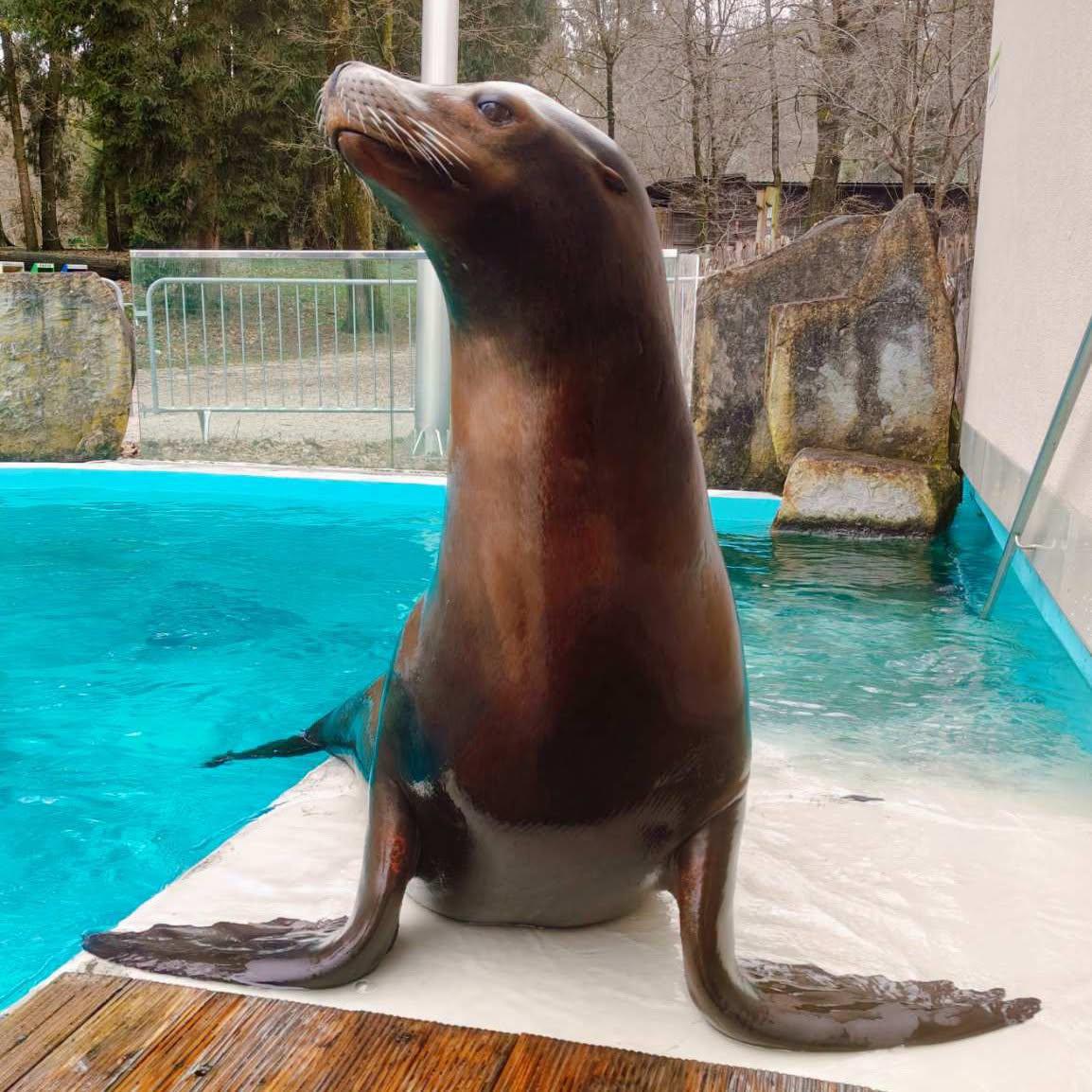 V ZOO Ljubljana žalujejo za kalifornijskim morskim levom Jipom