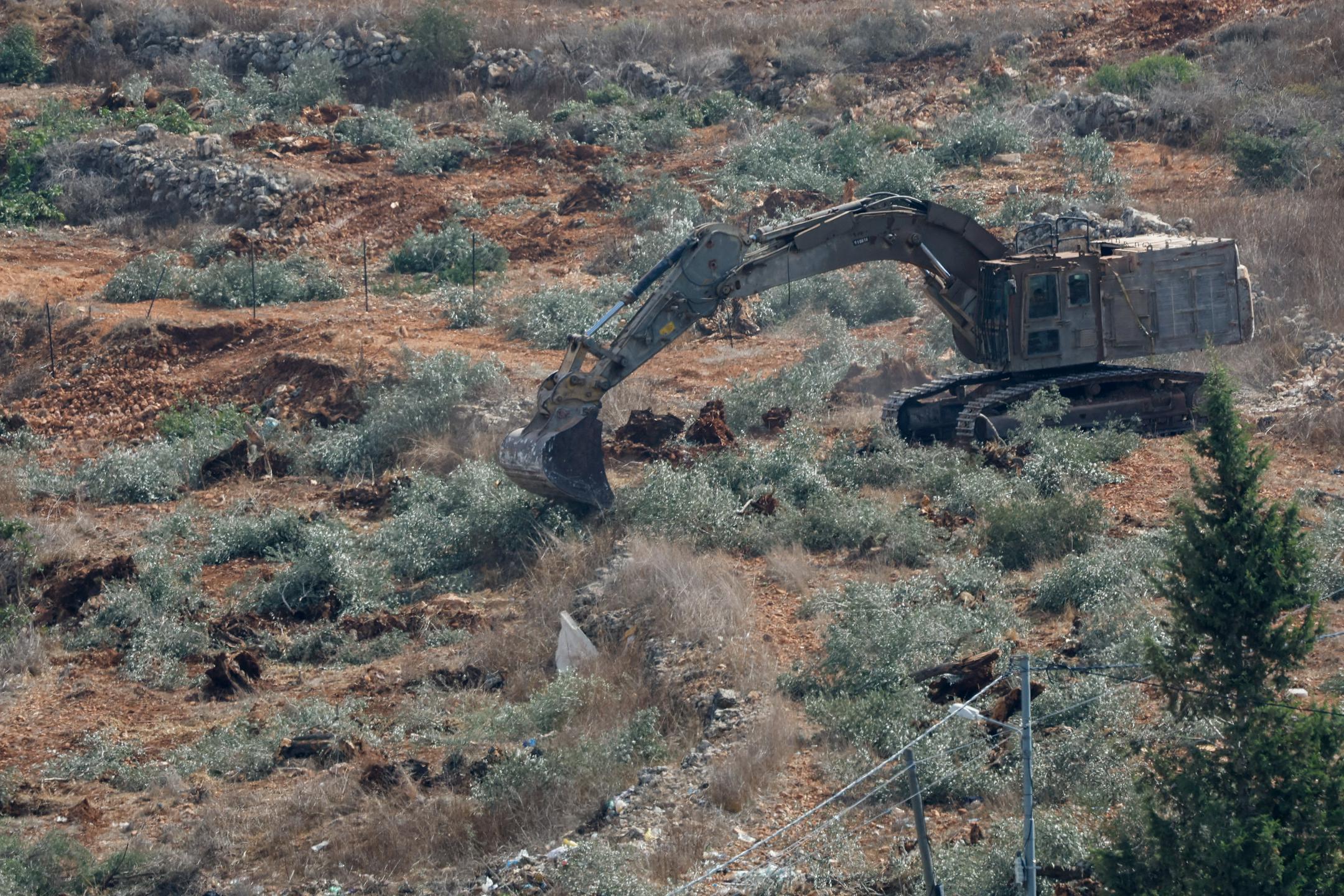 Izraelski buldožerji tik pred trgatvijo izruvali palestinske oljke