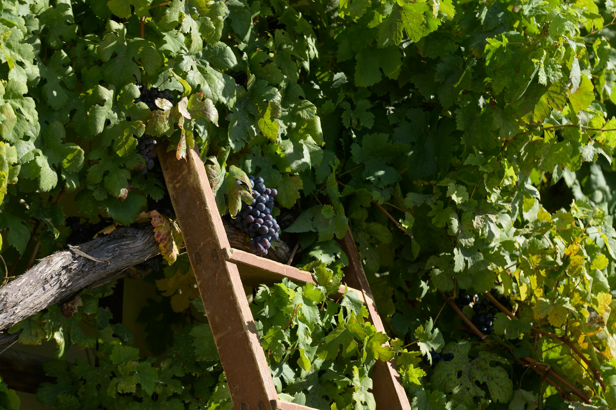 Lent v znamenju jubilejne trgatve znamenite najstarejše trte na svetu