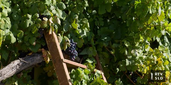 Photo : rtvslo.si Maribor célèbre la 40e vendange de sa vigne avec Slavko Vinčić