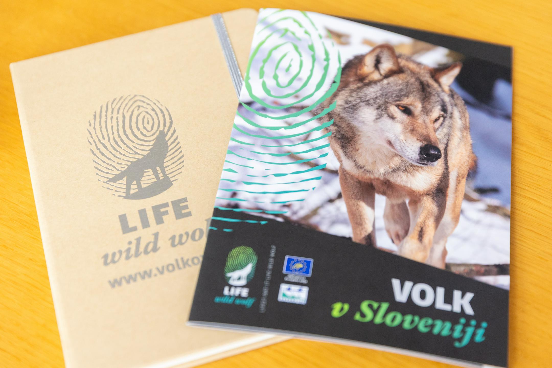 V sezoni 2024/2025 so v Sloveniji zaznali med 130 in 140 volkov ter 16 volčjih tropov