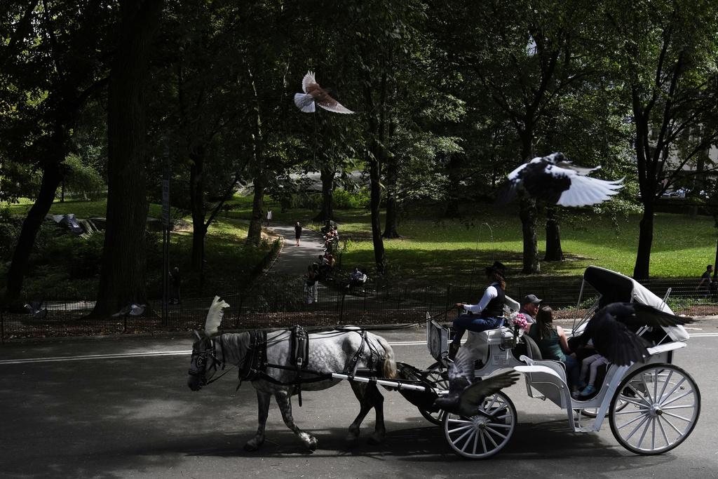 V newyorškem Centralnem parku vožnje s konjskimi vpregami kmalu prepovedane?