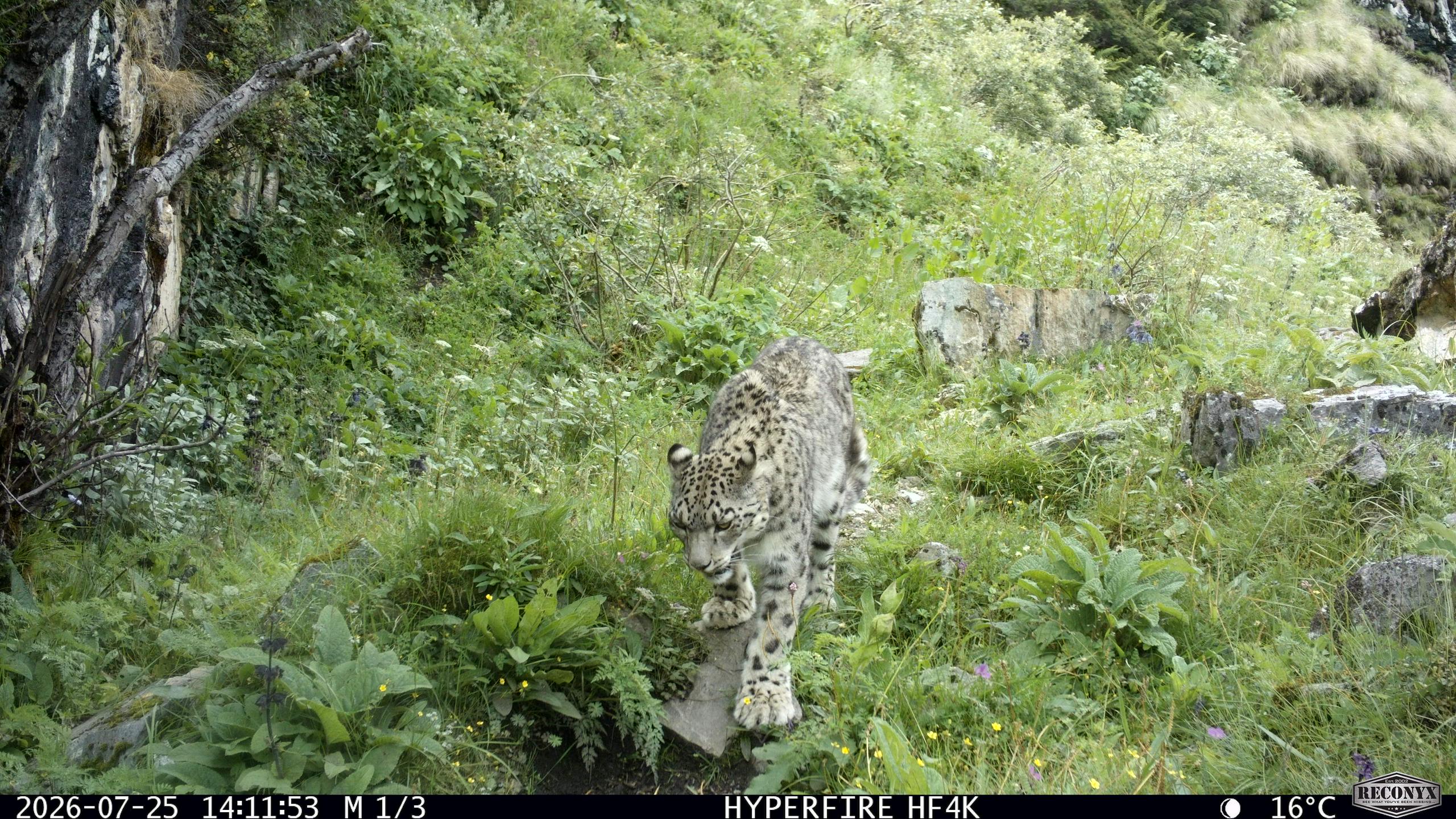 V Butanu prvič po desetletju ujeli izmuzljivega snežnega leoparda