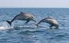 Ste že videli delfine v Piranskem zalivu?