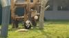 VIDEO: Kaj naredi panda, ko ji je nerodno?