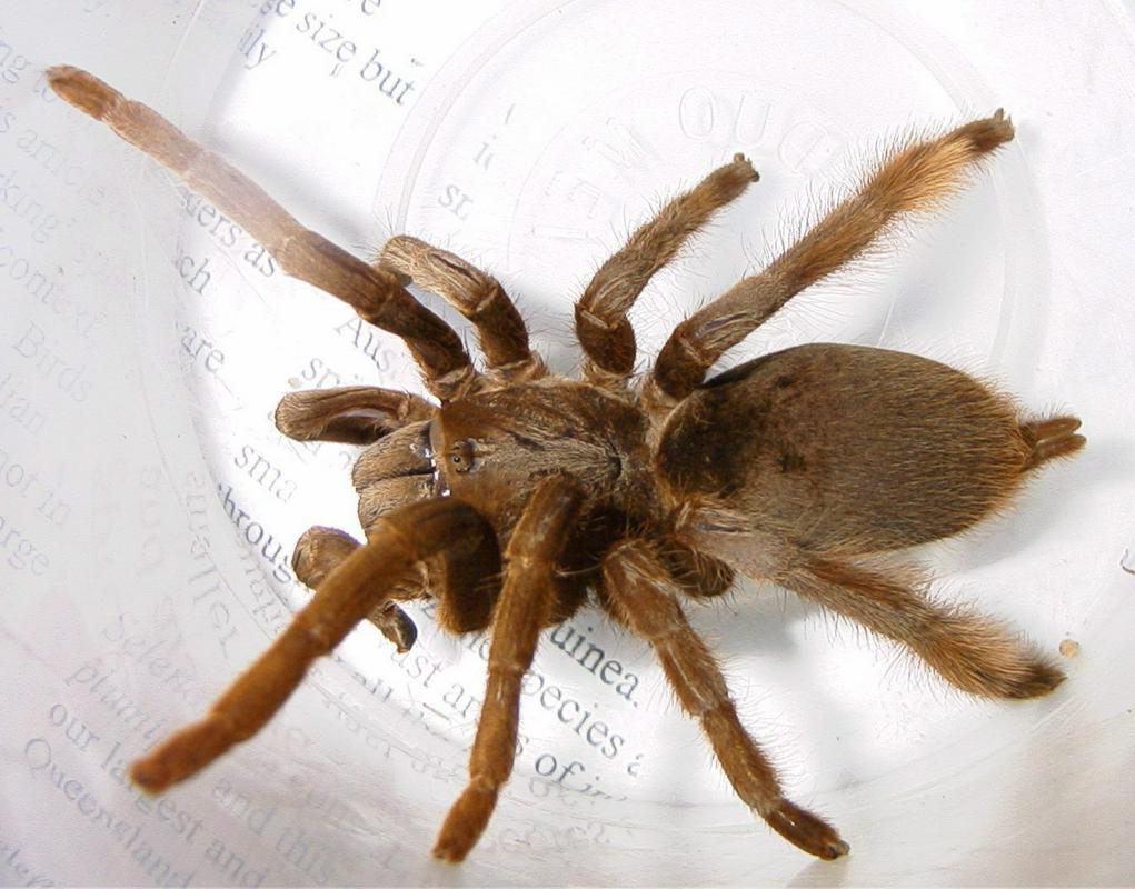 Kdo se ne boji pajkov?