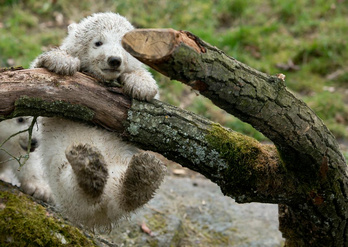 Snežno beli: Polarni medved