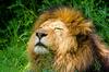 Zakaj pravimo, da je lev kralj živali? 