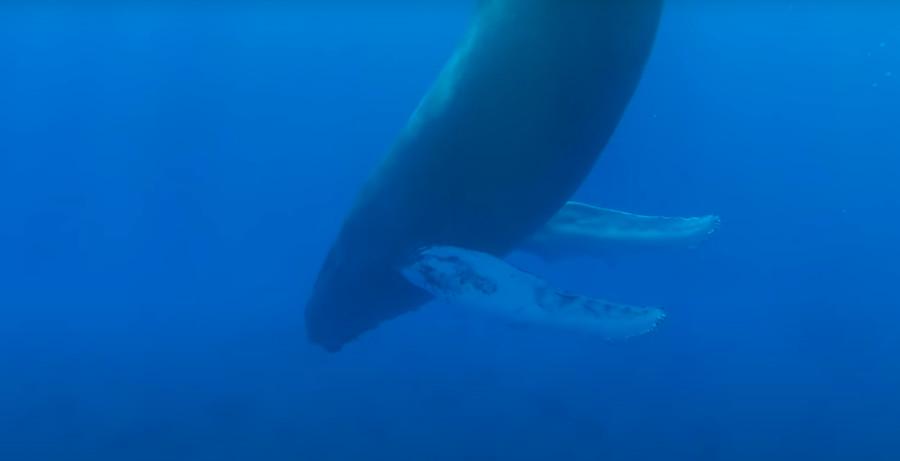 VIDEO: Kiti spijo stoje!